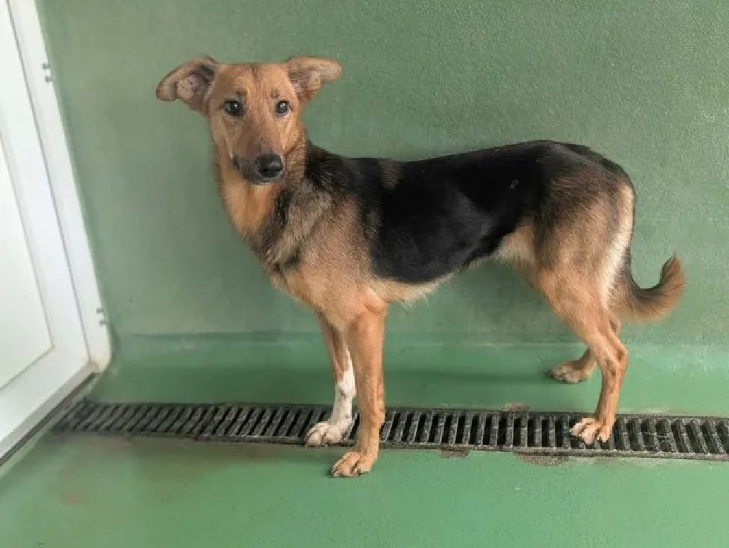 Casey - Chien à adopter