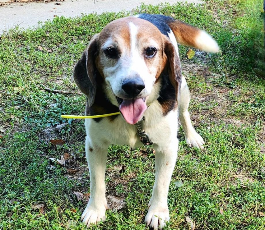 Niagara - Chien Beagle à adopter
