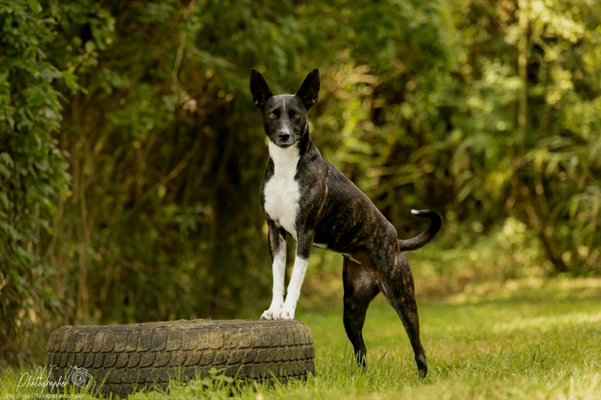 Kim - Chien Berger à adopter