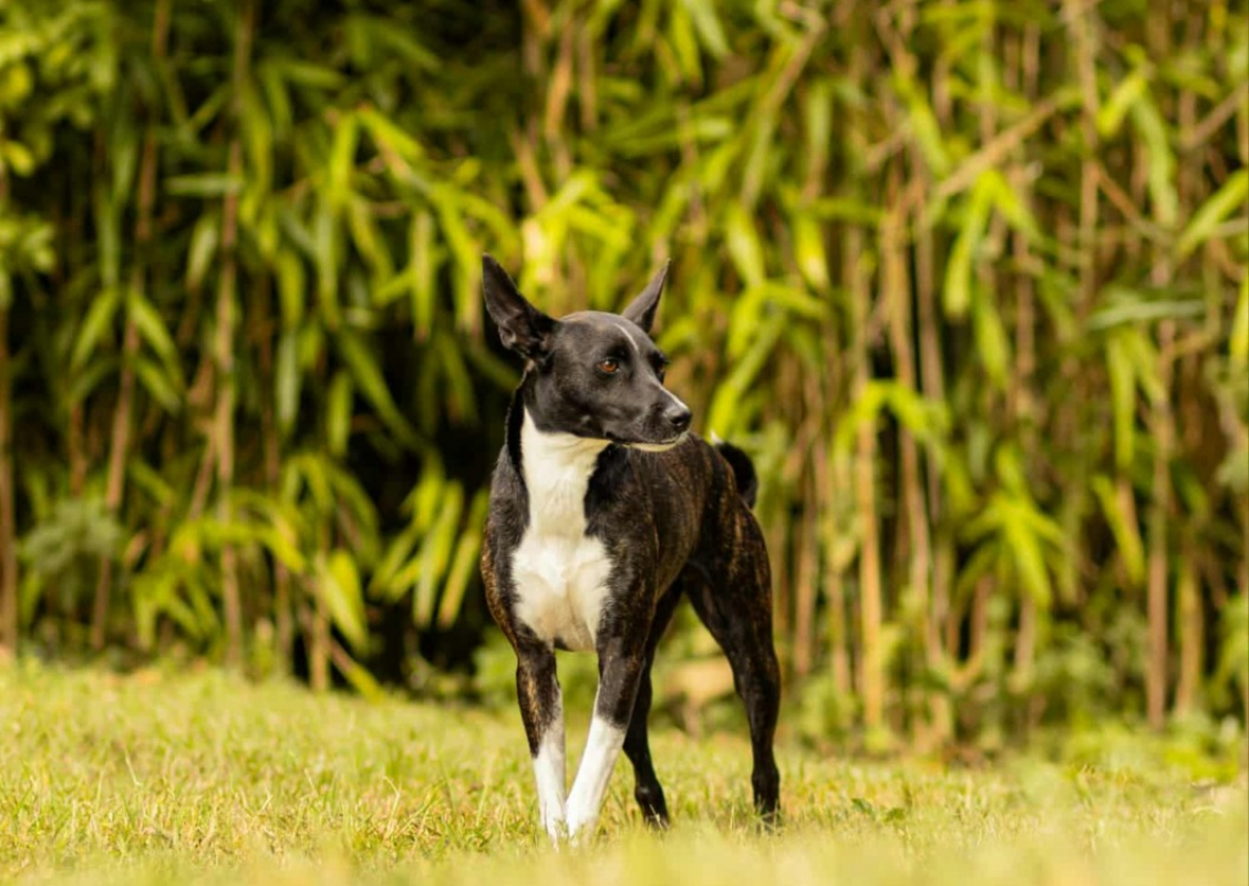 Kim - Chien Berger à adopter - photo 2