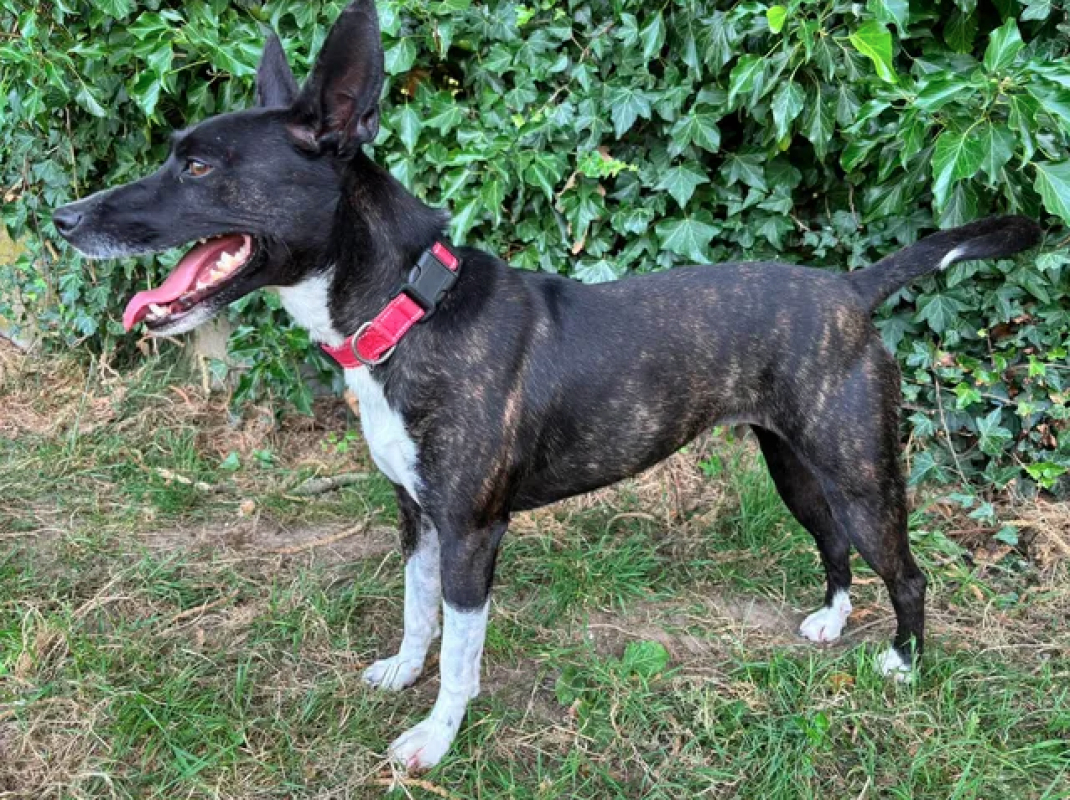Kim - Chien Berger à adopter - photo 6