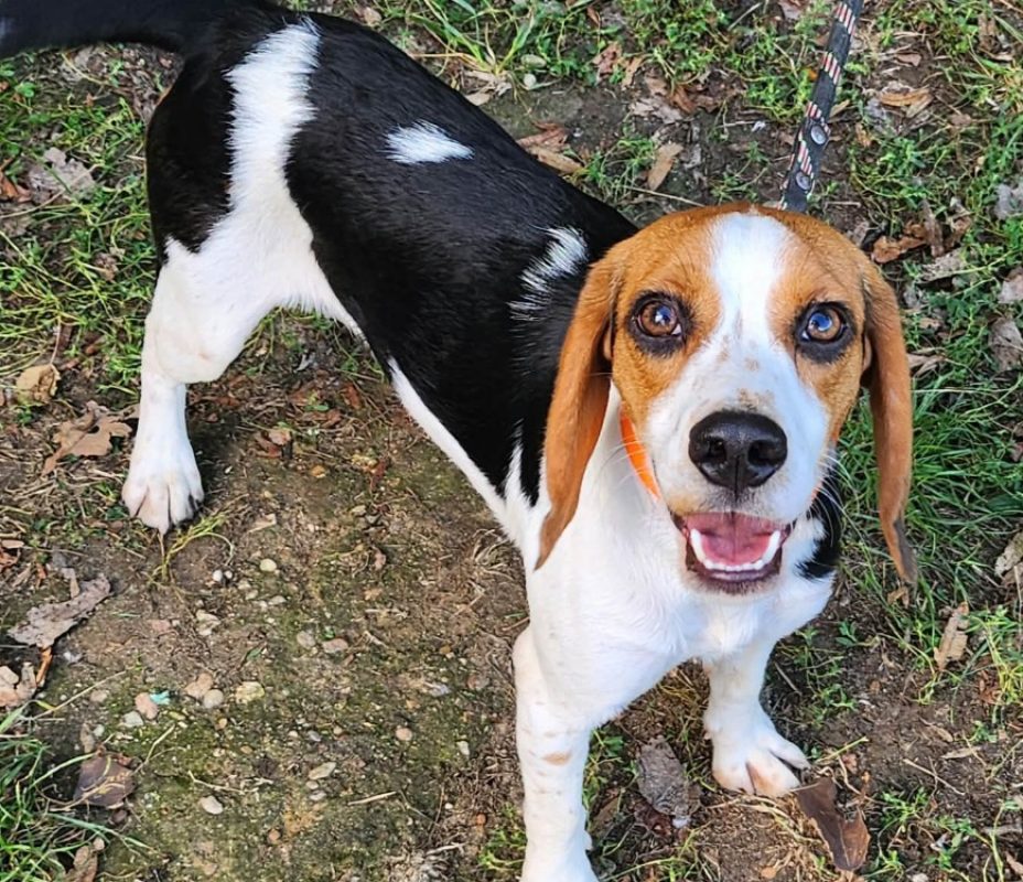 Avril - Chien Beagle à adopter