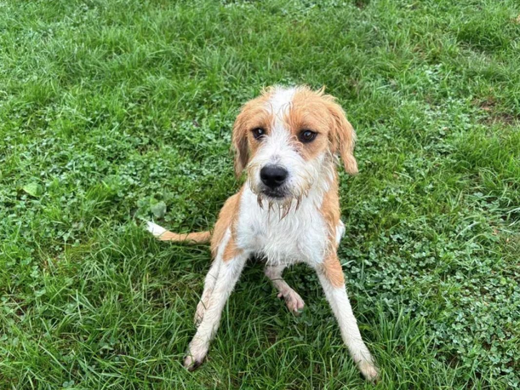 Grifou - Chien Briquet Griffon Vendéen à adopter - photo 3