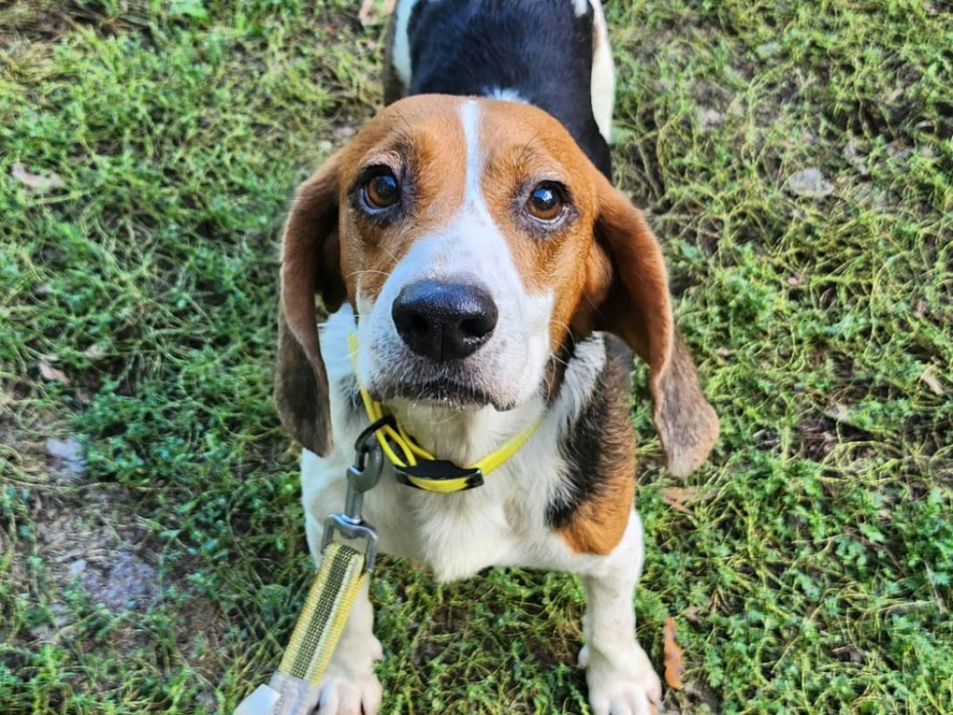 Paprika - Chien Beagle à adopter