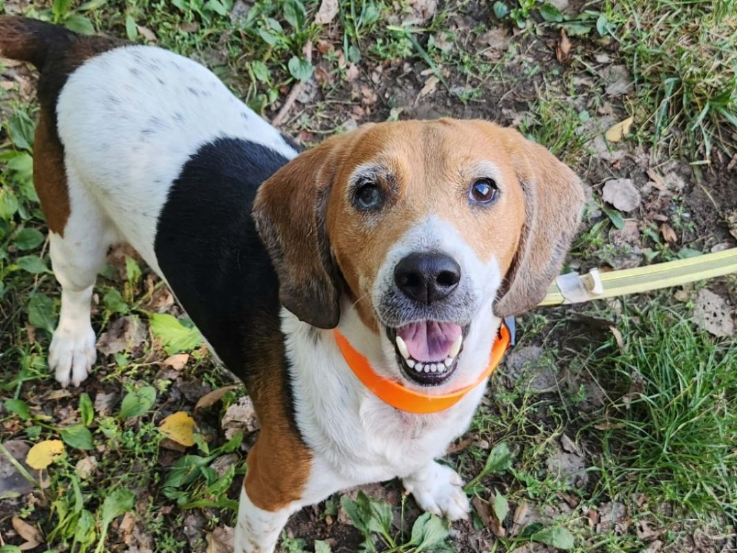 Prunelle - Chien Beagle à adopter