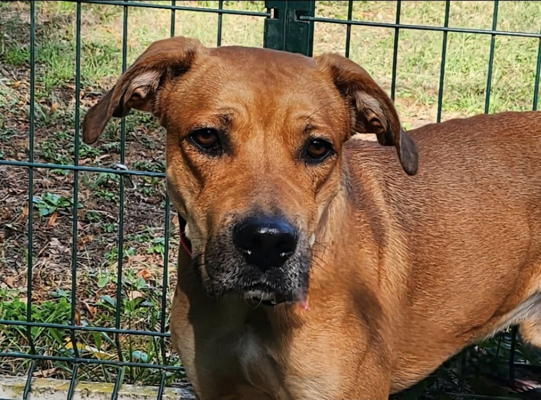 Titus - Chien à adopter