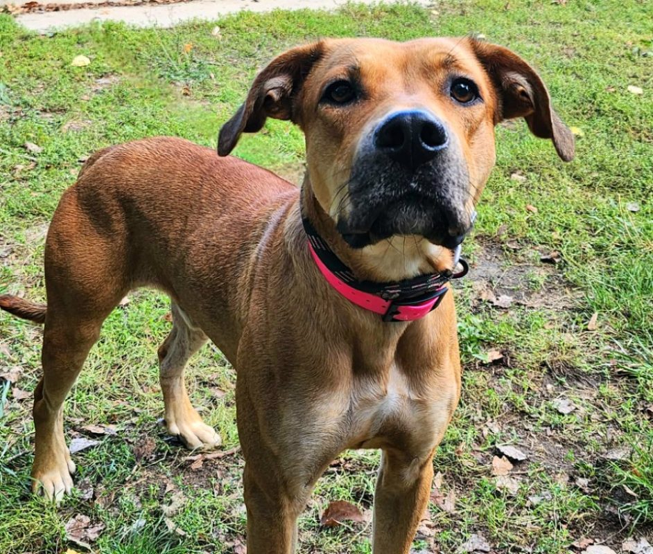 Titus - Chien à adopter - photo 2