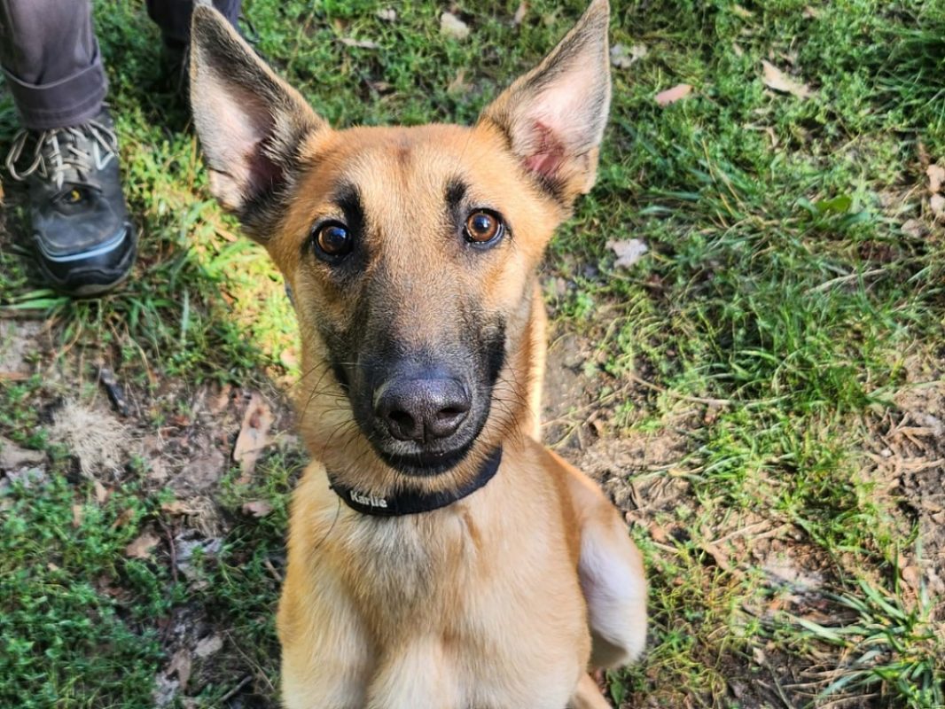 Kolt - Chien Berger Belge Malinois à adopter