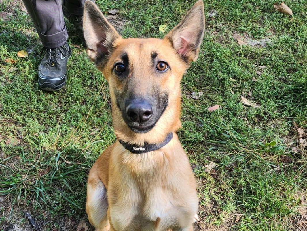 Kolt - Chien Berger Belge Malinois à adopter - photo 2