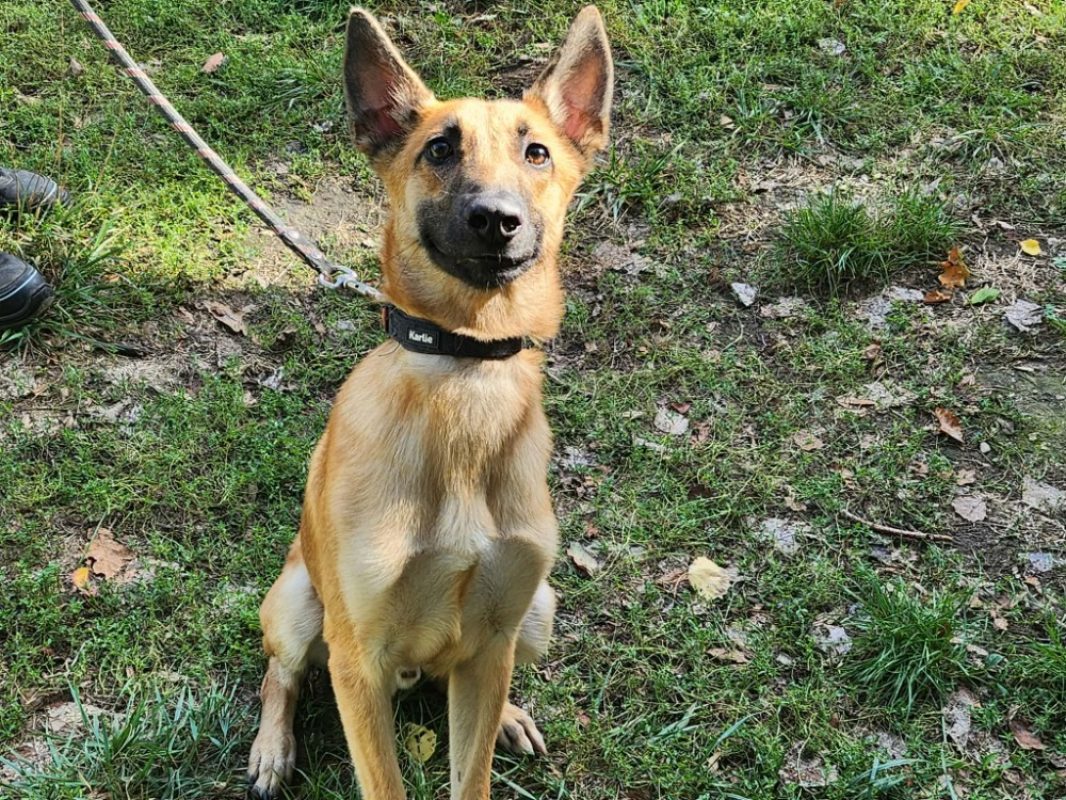 Kolt - Chien Berger Belge Malinois à adopter - photo 3