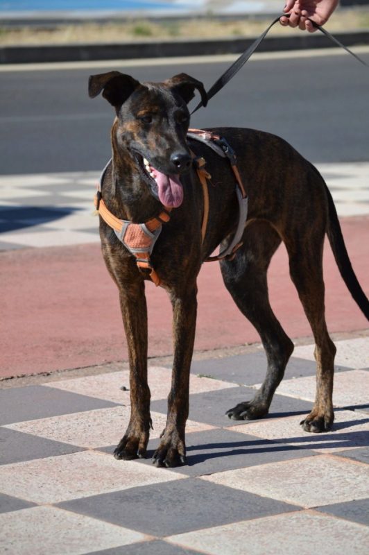SARDINA - Chien à adopter - photo 4