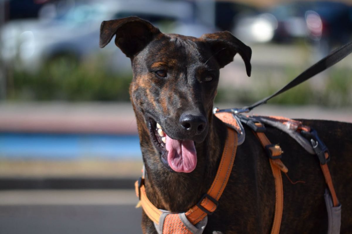 SARDINA - Chien à adopter