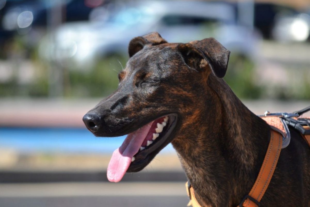 SARDINA - Chien à adopter - photo 2