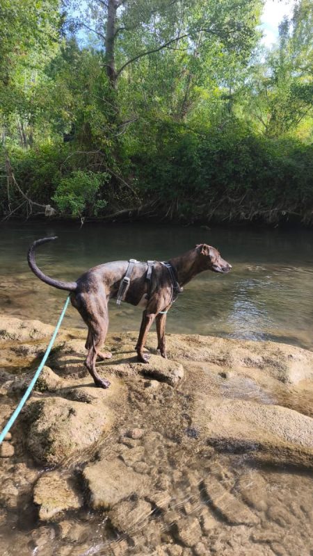 SARDINA - Chien à adopter - photo 5