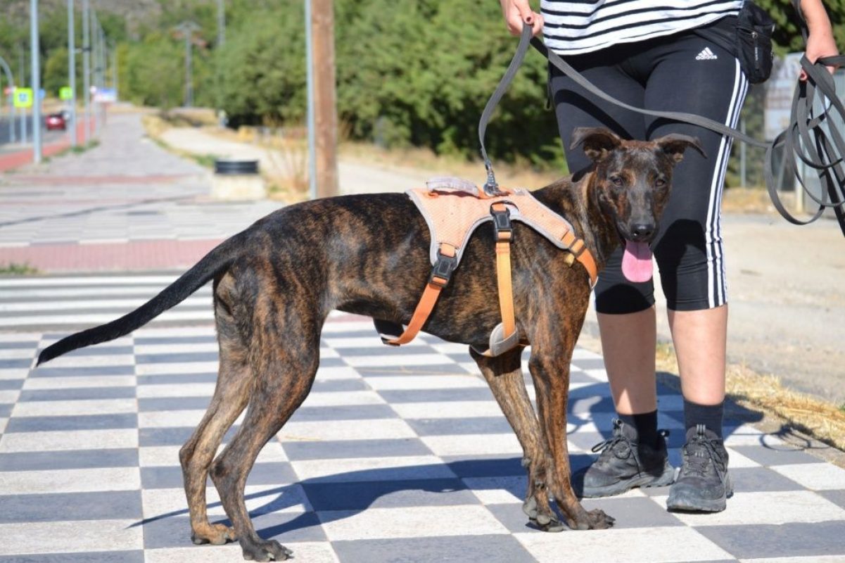 SARDINA - Chien à adopter - photo 3