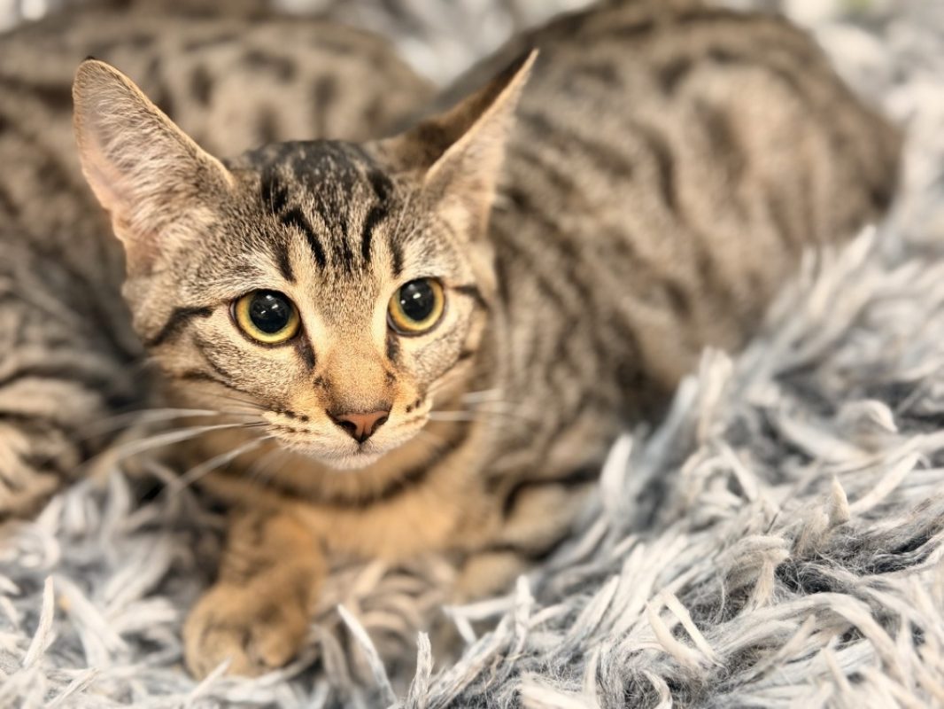 Allyn - Chat Européen à adopter