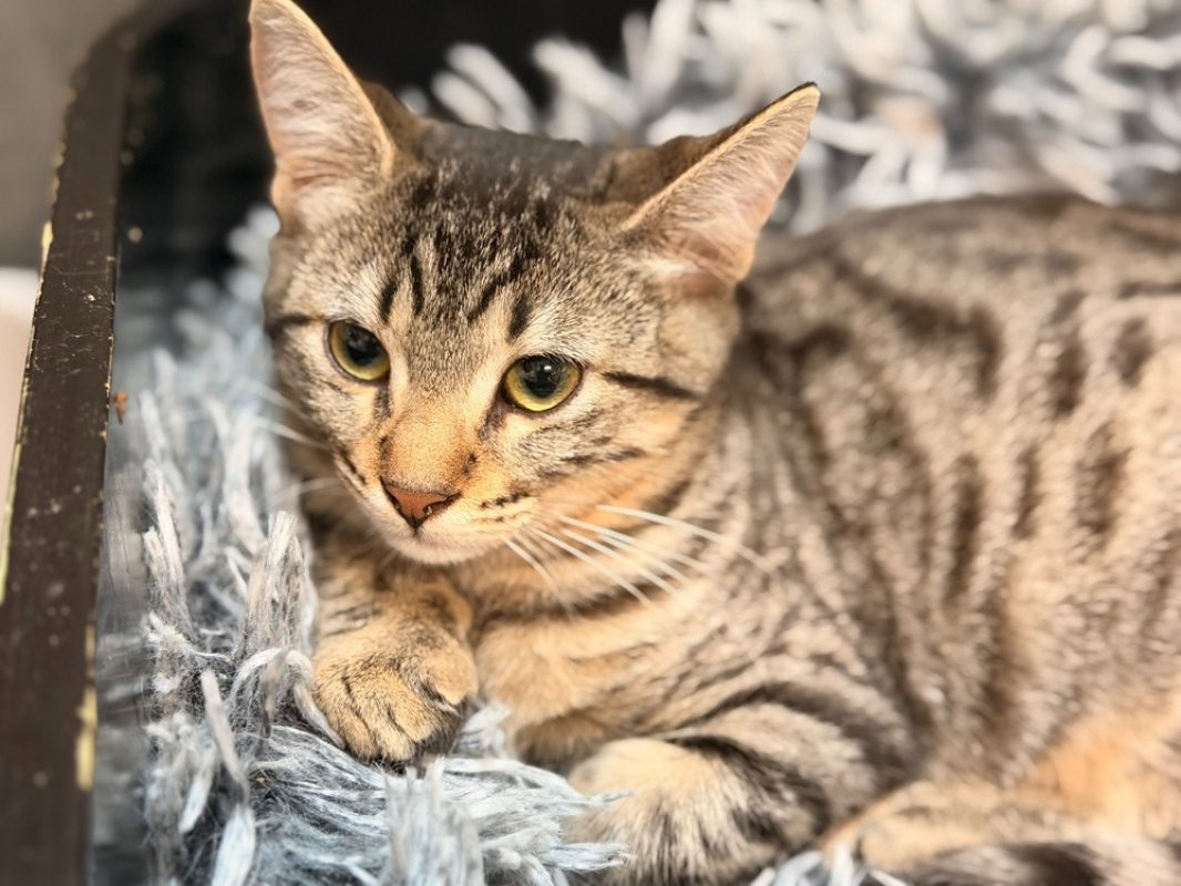 Elinda - Chat Européen à adopter