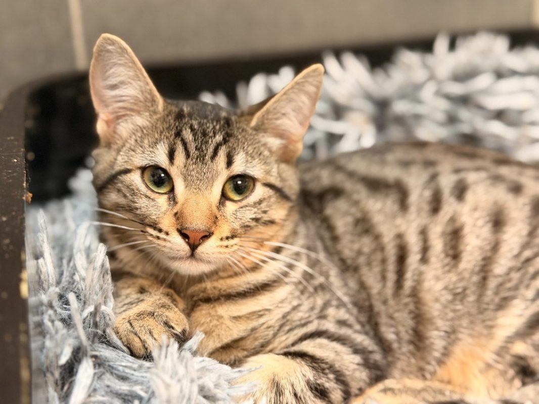 Elinda - Chat Européen à adopter - photo 2
