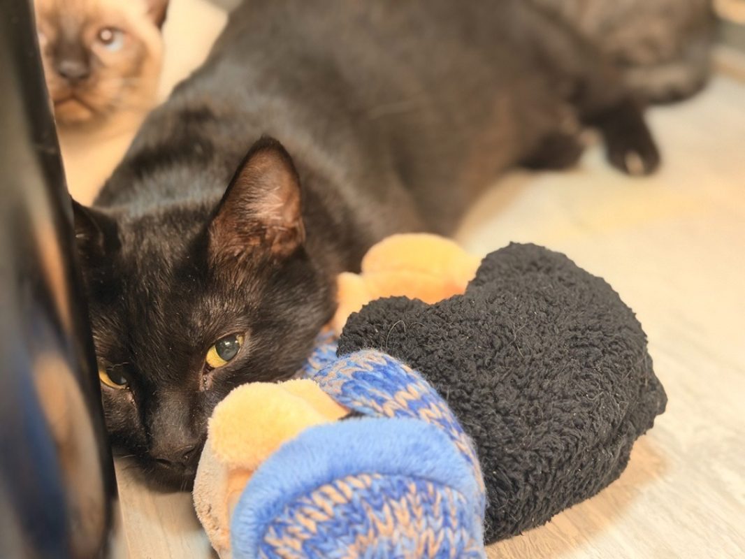 Talya - Chat Européen à adopter