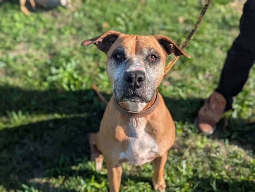 Tess - Chien à adopter