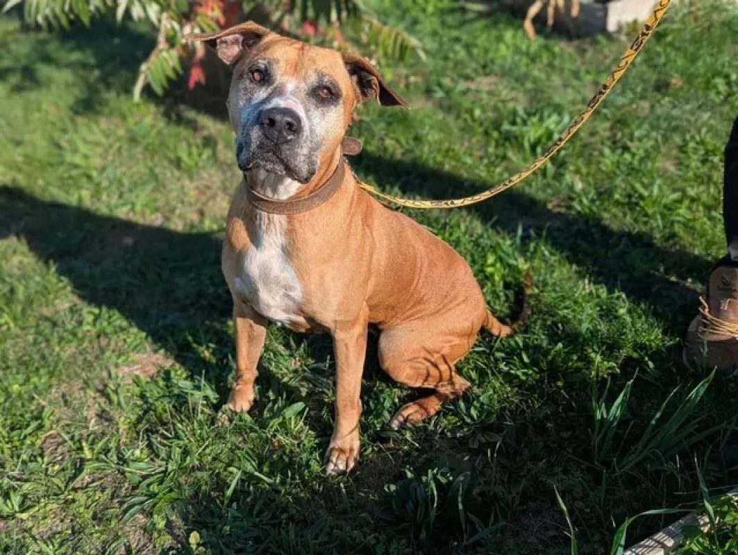 Tess - Chien à adopter - photo 2