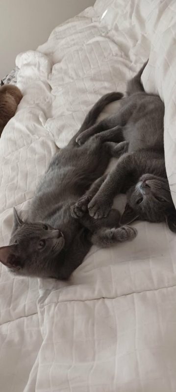 Stitch & Lilo - Chat Bleu russe x Européen à adopter - photo 2