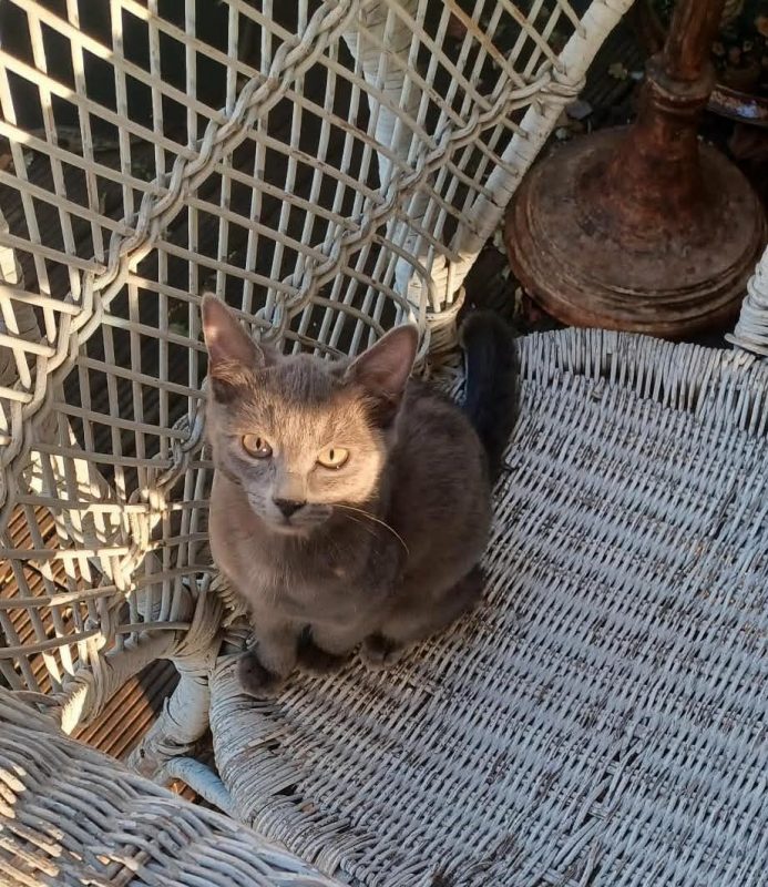 Stitch & Lilo - Chat Bleu russe x Européen à adopter - photo 7