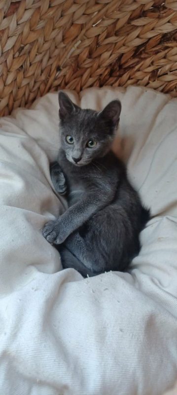 Stitch & Lilo - Chat Bleu russe x Européen à adopter - photo 6