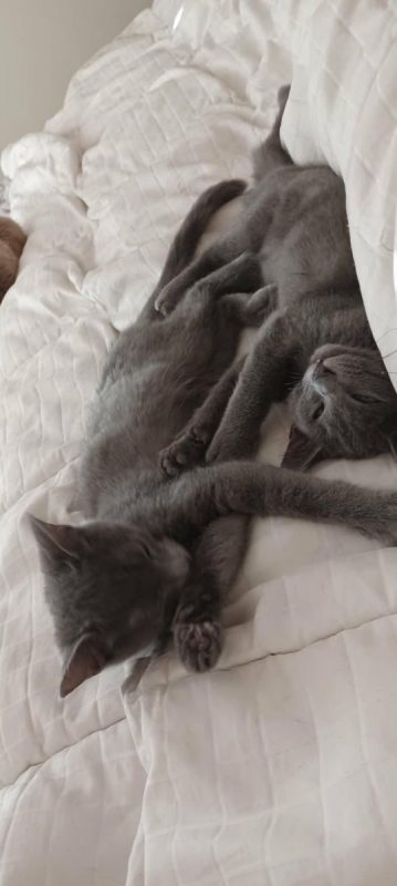 Stitch & Lilo - Chat Bleu russe x Européen à adopter - photo 5