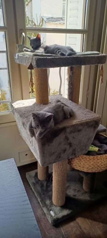 Stitch & Lilo - Chat Bleu russe x Européen à adopter - photo 4
