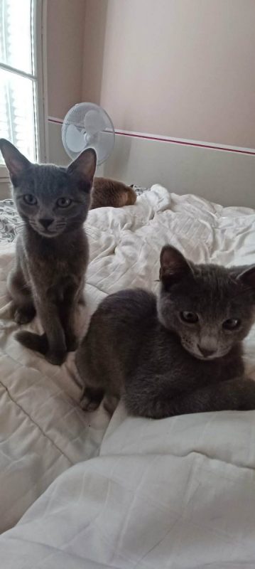 Stitch & Lilo - Chat Bleu russe x Européen à adopter