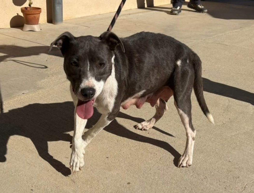 Ivy - Chien à adopter