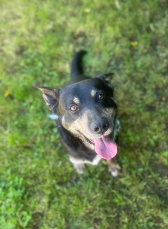 Piki - Chien à adopter - photo 8