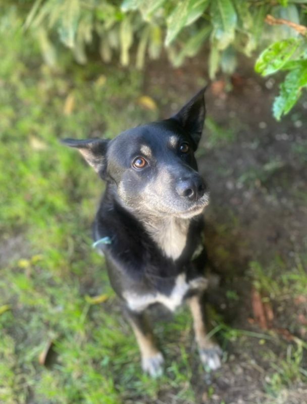 Piki - Chien à adopter - photo 4