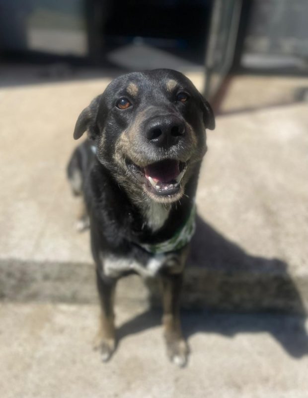 Piki - Chien à adopter - photo 6
