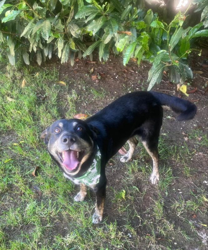 Piki - Chien à adopter - photo 7