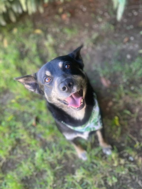 Piki - Chien à adopter - photo 2