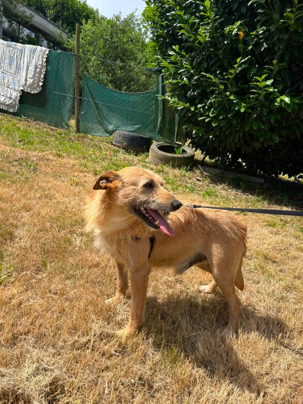Sequinho - Chien à adopter - photo 3
