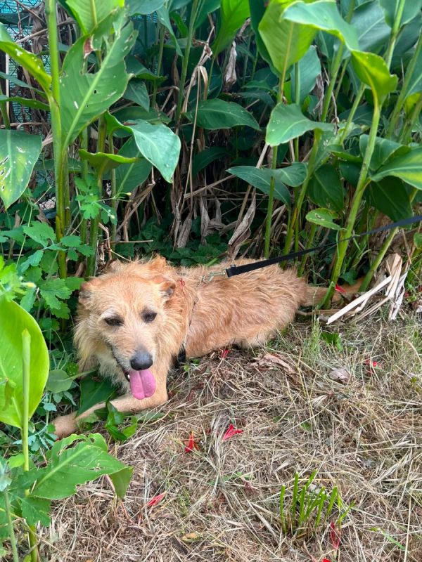 Sequinho - Chien à adopter - photo 7