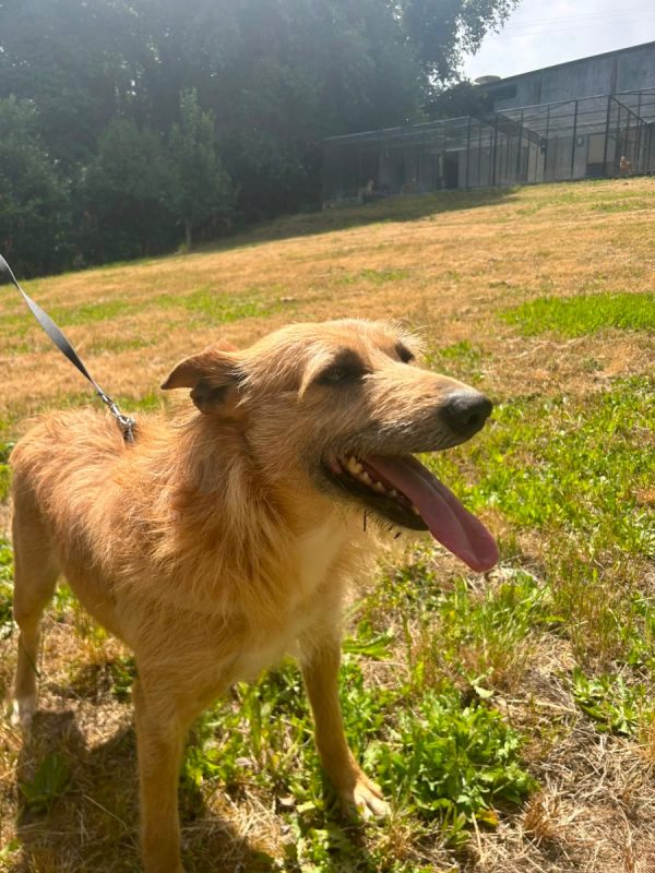 Sequinho - Chien à adopter - photo 2