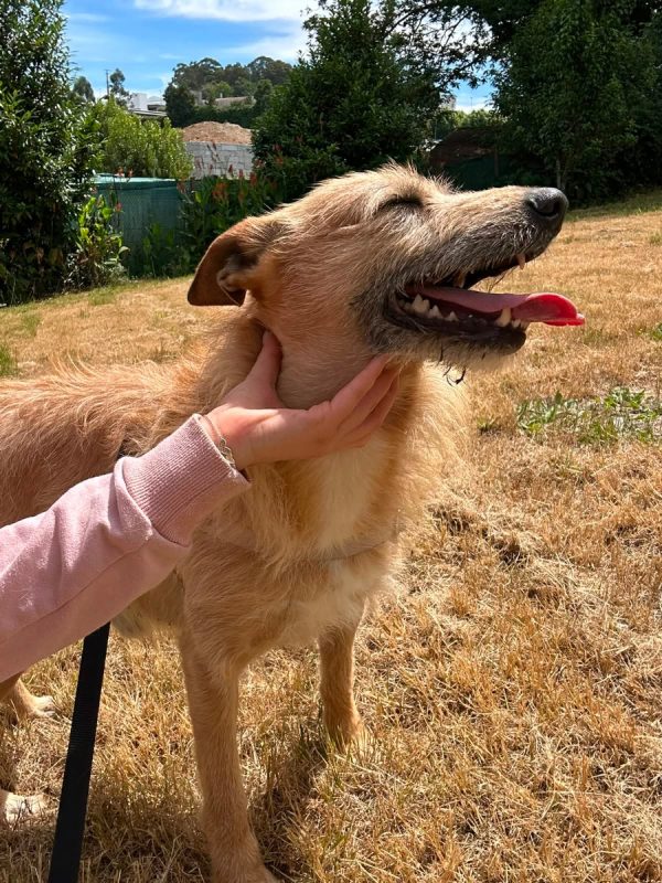 Sequinho - Chien à adopter