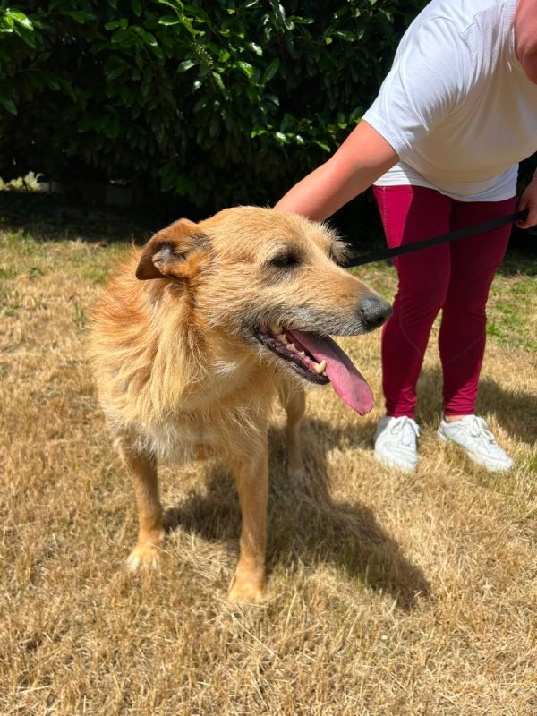 Sequinho - Chien à adopter - photo 5