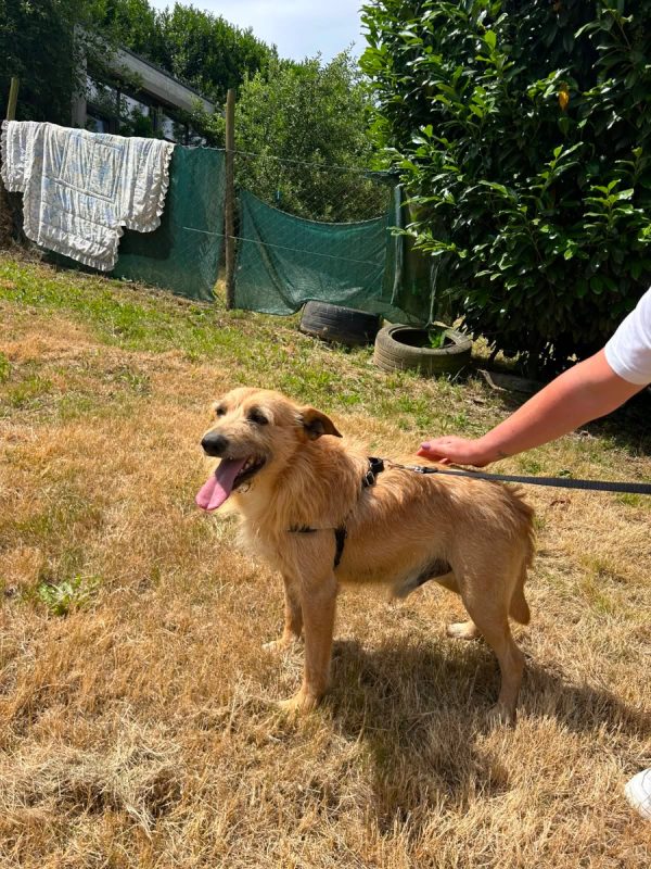 Sequinho - Chien à adopter - photo 4