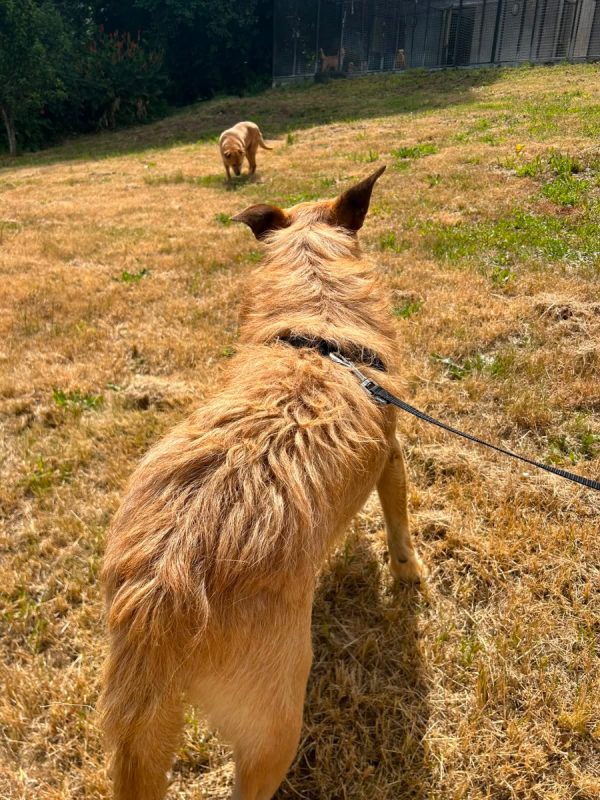 Sequinho - Chien à adopter - photo 6