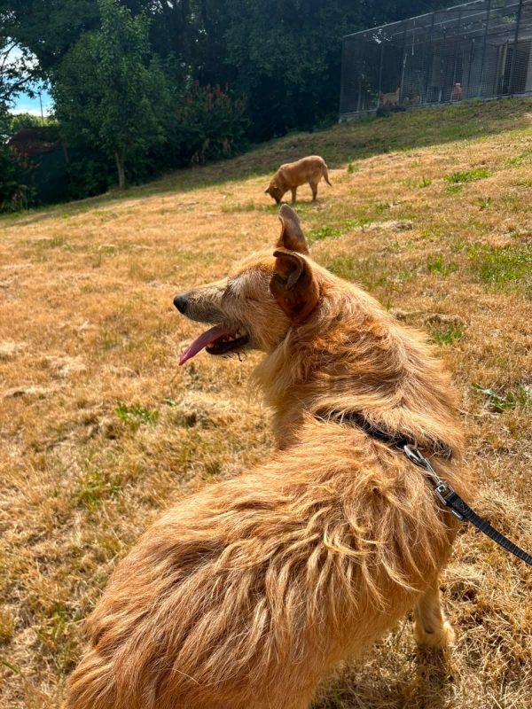 Sequinho - Chien à adopter - photo 8