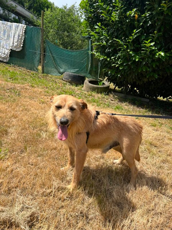 Sequinho - Chien à adopter - photo 10