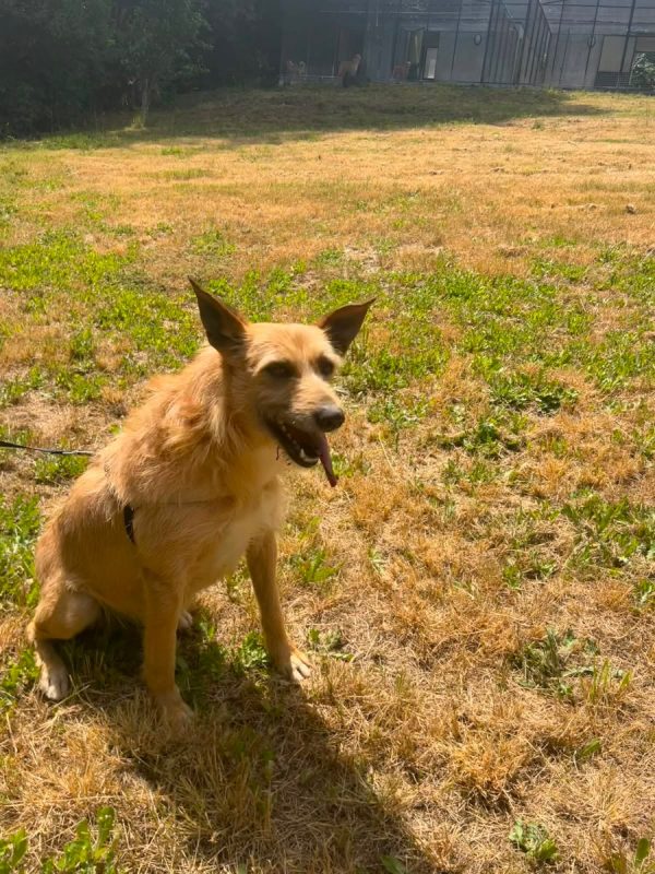 Sequinho - Chien à adopter - photo 9