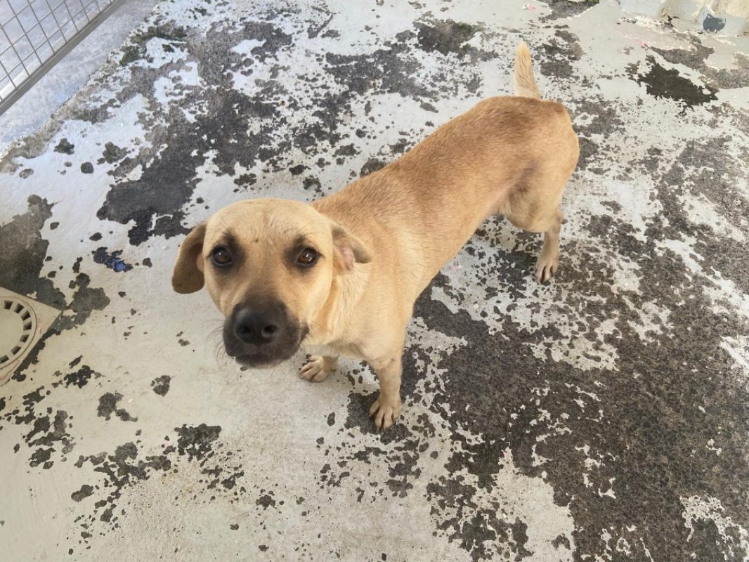 Macha - Chien à adopter