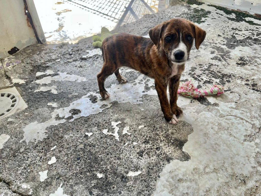 Raijin - Chien à adopter
