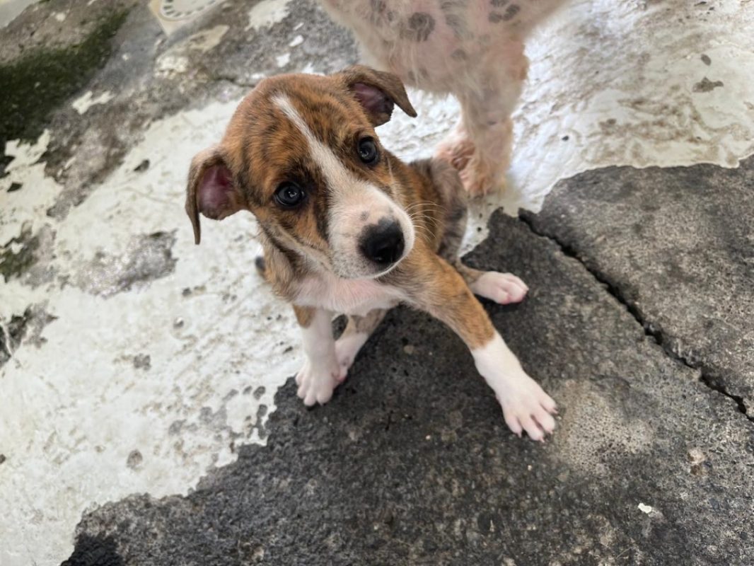 Ran - Chien à adopter